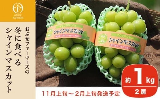 
            冬に食べるシャインマスカット 約1kg 2房［ おぶせファーマーズ ］ぶどう フルーツ 果物 【2025年11月上旬～2026年2月上旬発送】［F-535］
          