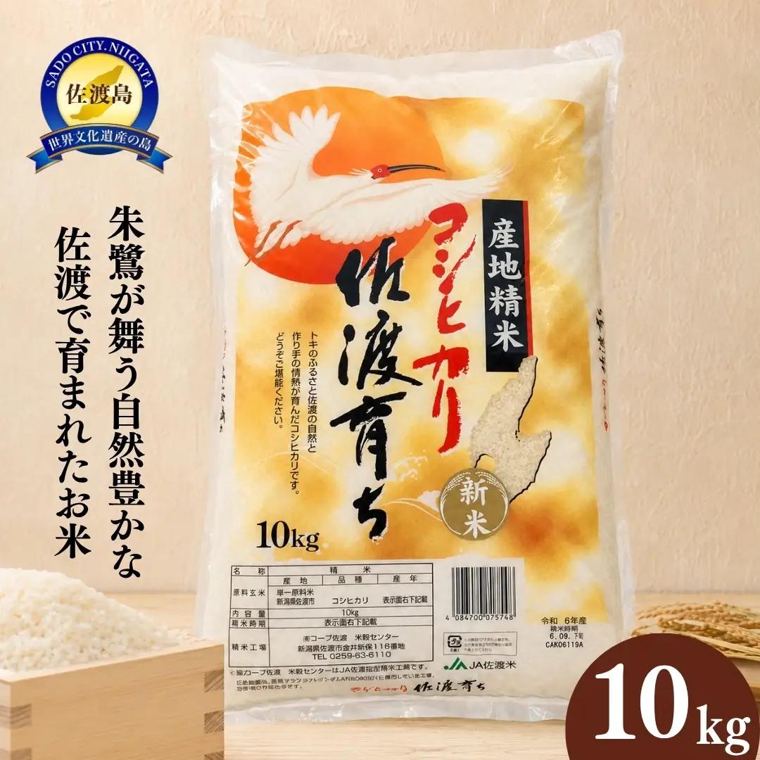 コシヒカリ 精米 10kg | 新潟県 佐渡市 コシヒカリ