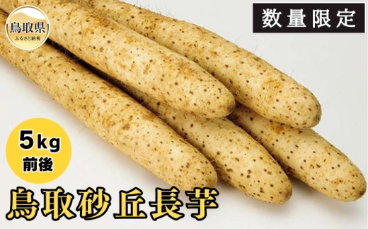 鳥取砂丘長芋【数量限定】_T2600193