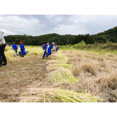 ふるさと納税 見附市 米作りからこだわった「玄米カイロ」(アイマスク) |  | 03