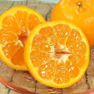 ポンカン [約8kg]和歌山県有田産 春みかん(果実サイズおまかせ)【1223182】