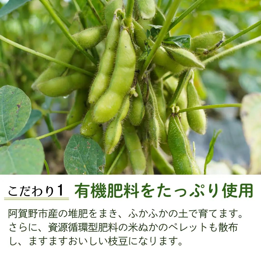 【採れたて直送】 朝採り えだまめ 「えんだま」 2kg (250g×8袋)  新潟県産 阿賀野市産 即冷蔵 新鮮 枝豆 つまみ 期間限定  2P03014