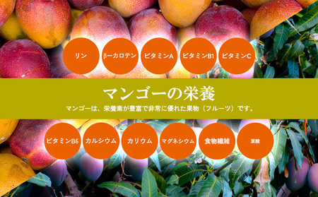 【2026年発送】マンゴー家庭用　約１kg 期間限定 数量限定 先行予約 フルーツ 果物 南国 プレゼント お土産 おみやげ ギフト スイーツ 贈答 冷蔵 人気 おすすめ デザート 青果 おきなわ 季