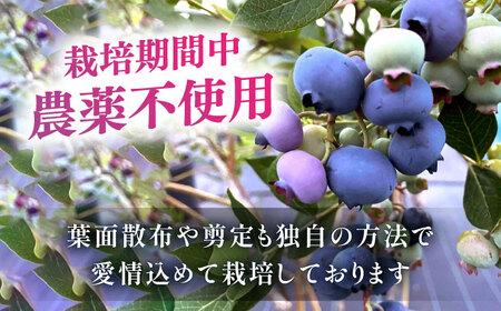 あいさい彩ベリー（ブルーベリー冷凍果実）250g×2パック プレミアムブルーベリー 産地直送ブルーベリー 愛知県産ブルーベリー 愛西産ブルーベリー 国産ブルーベリー 果物 フルーツ 冷凍ブルーベリー 