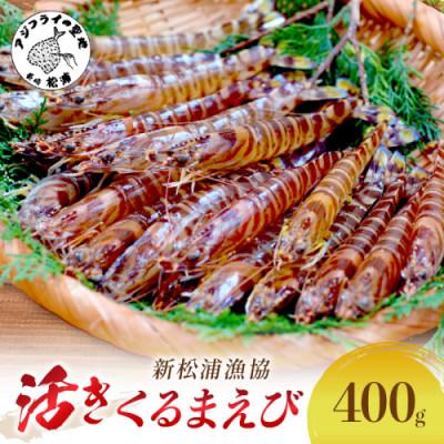 ふるさと納税 松浦市 新松浦漁協  活きくるまえび　400g | 