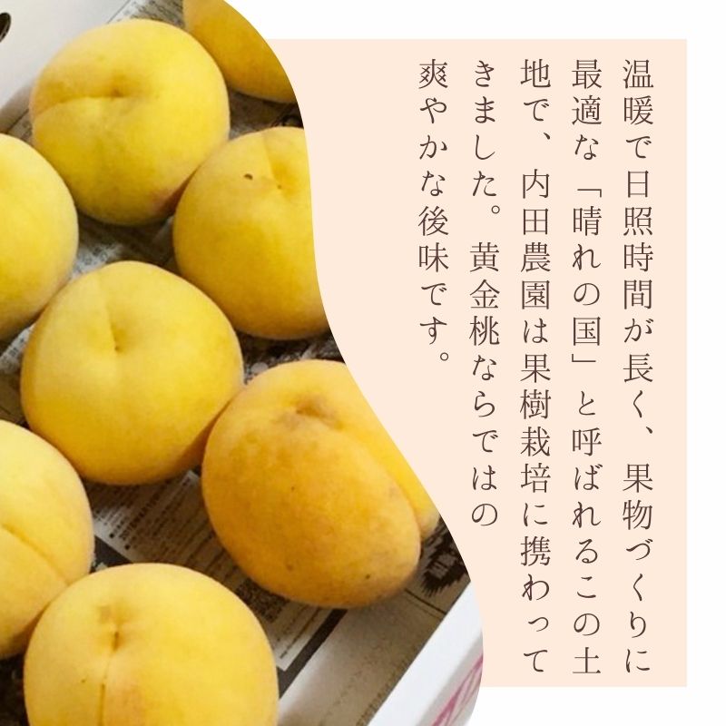 2026年 先行予約 岡山県産 黄色い桃 匠の黄金桃 4kg箱 10～15玉 内田農園 桃 果物 もも
