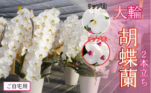 【ご自宅用】胡蝶蘭2本立ち【リップ 赤】 234-003-01