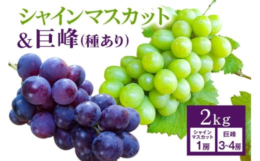
                  【 2026年 先行予約 】 シャインマスカット ＆ 巨峰 （種あり）セット 合計 2kg 開田ぶどう園 ぶどう ブドウ 国産 果物 くだもの 葡萄 フルーツ セット ギフト 2キロ 9月 発送 夏 秋 旬 産地直送 産直 農家直送 冷蔵 茨城県 石岡市 (A01-008)
                