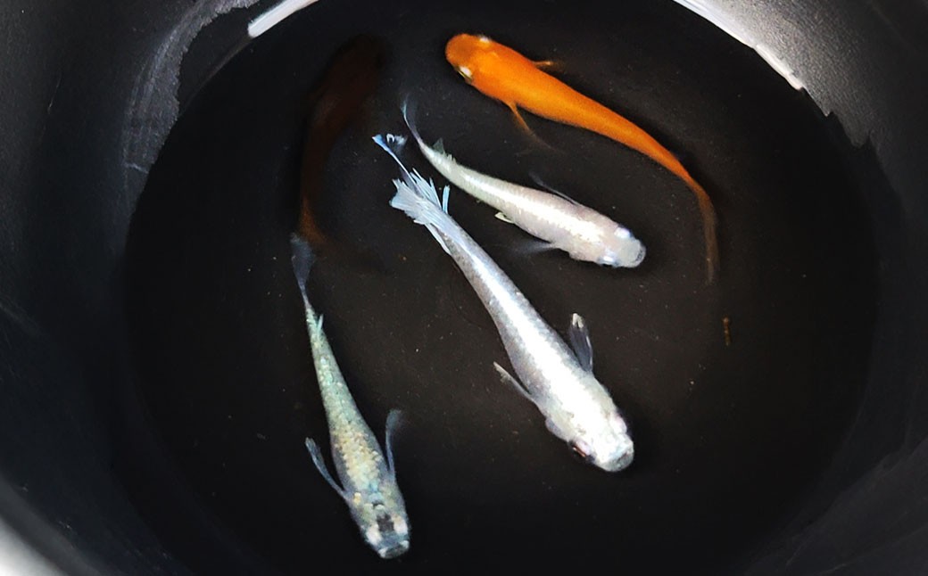 綺麗なヒレ長ミックスメダカ 5匹