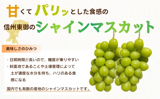 【2026年発送】長野県産 シャインマスカット 農家直送たっぷり2kg 詰め合わせ（サイズ不揃い）｜Ruga grape farm｜朝どれ 国産 人気 新鮮 種なし 皮ごと 高級 くだもの 完熟 ブド