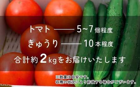 トマト&きゅうりセット 埼玉県産 計約2kg | トマト きゅうり 桜国屋