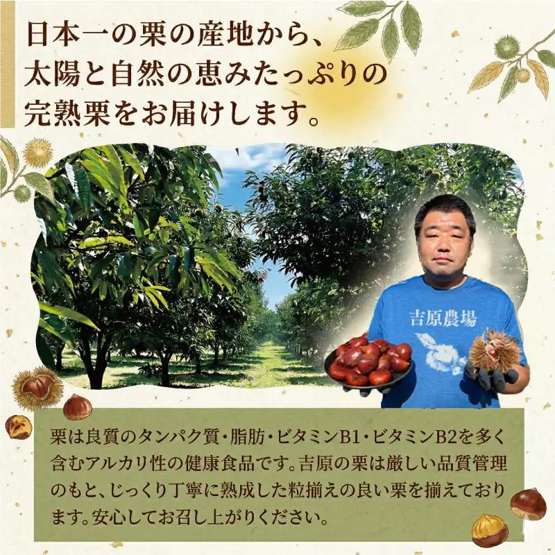 【 吉原農場 の 完熟栗 】 熟成 生栗 1kg 3Lサイズ ・ 焼き栗 2袋 セット
