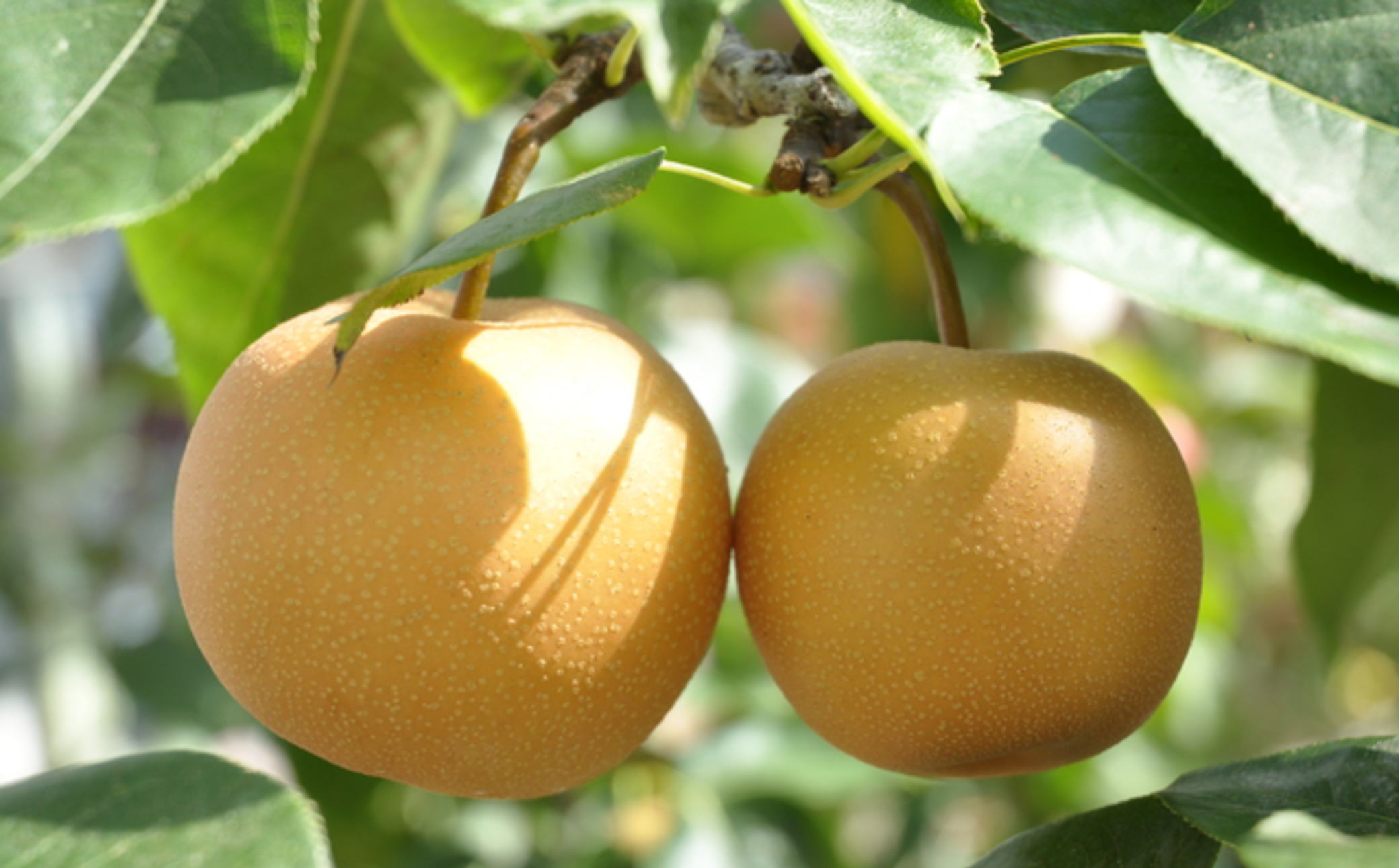 [数量限定]和歌山県産の梨約4kg(品種おまかせ) ※2025年8月下旬～2025年10月中旬頃発送予定【tec966A】