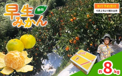 先行予約 2026年10月以降 発送 早生 みかん 約8kg 静岡県産 果物 早生みかん 大玉 国産 フルーツ 柑橘 蜜柑 ミカン ビタミン 藤枝市