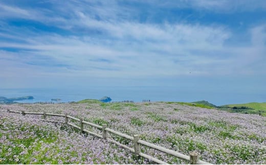 【隠岐世界ユネスコジオパーク】ガイド付き知夫里島ジオツアー（E-bike） ｜体験1回｜2名様分 観光 旅行 絶景 自然 赤壁 赤ハゲ山 海 知夫里島 離島 牛 たぬき
