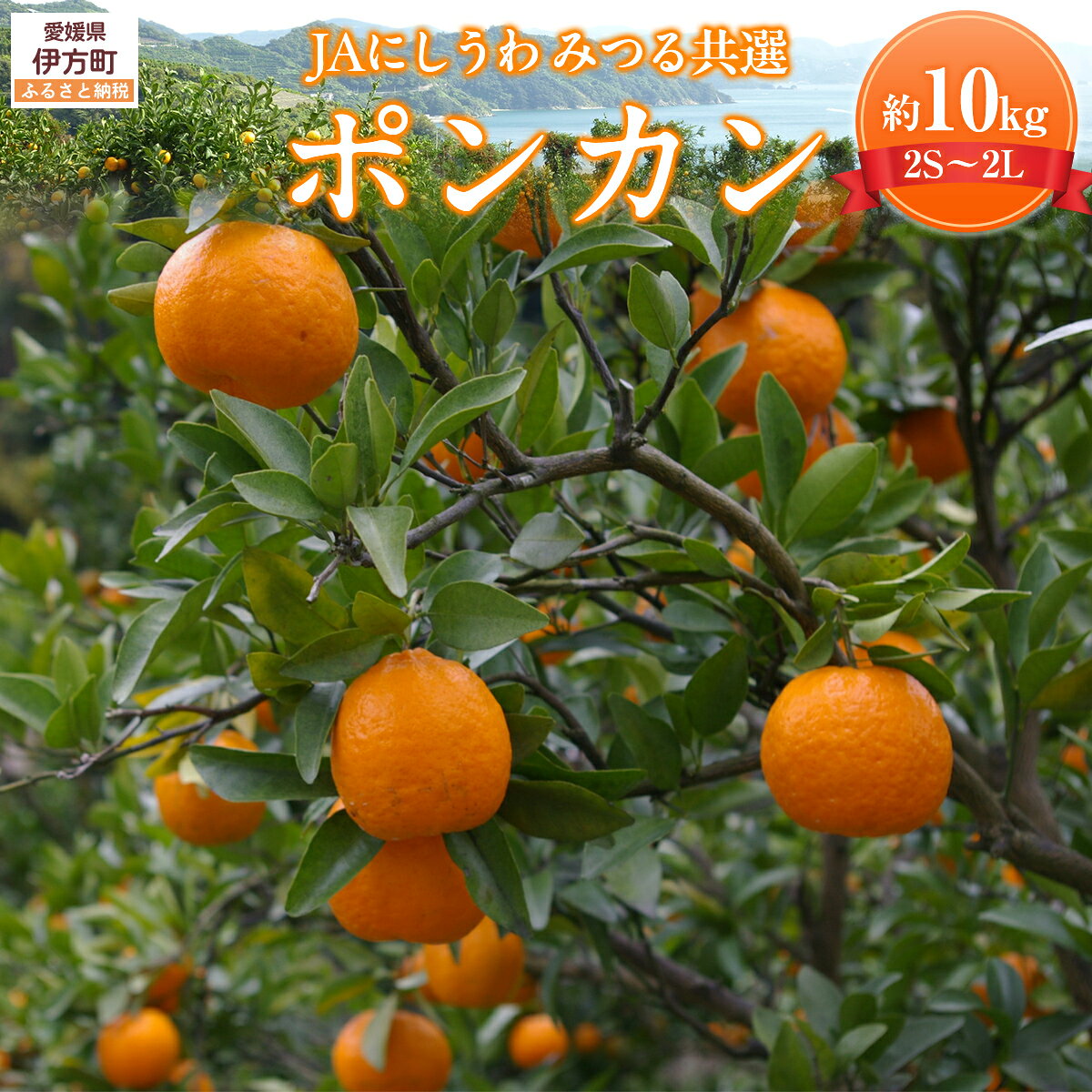 【ふるさと納税】【先行予約】【数量限定】JAにしうわ みつる共選 ポンカン約10kg（2S～2L）※離島への配送不可（2026年1月中旬より順次発送予定） 【ふるさと納税 人気 おすすめ ぽんかん みかん 果物 柑橘 フルーツ くだもの 国産 甘い 愛媛県 伊方町 送料無料】 IKTBC005