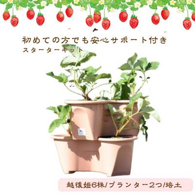 ふるさと納税 上越市 越後姫栽培キット　6株