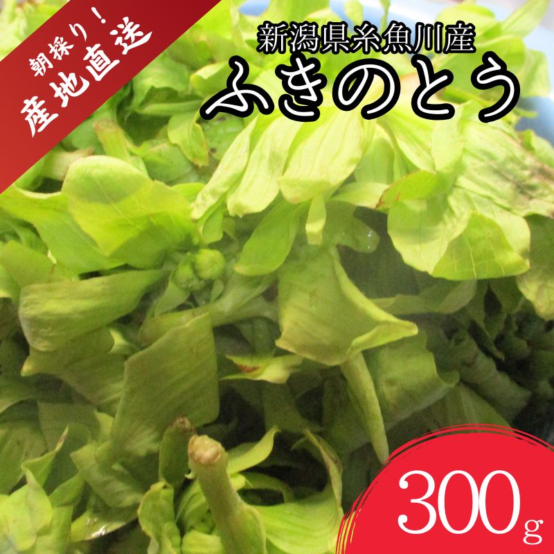 【ふるさと納税】【期間限定】令和8年産 旬の山菜 ふきのとう（少し開いたもの）300g【新潟県 糸魚川市 山菜 フキノトウ 野菜 能生谷 おおかやば山菜園】