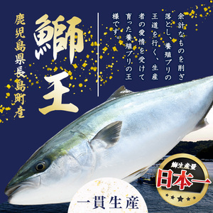 テレビで紹介されました！長島町特産「鰤王」フィレ(約1.5kg・フィレ1枚)【JFA】jfa-710