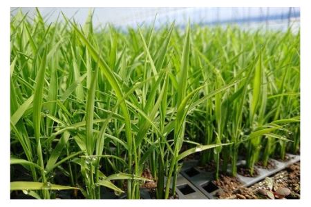 特別栽培「きなうす米」セット（無洗米）3品種9kg