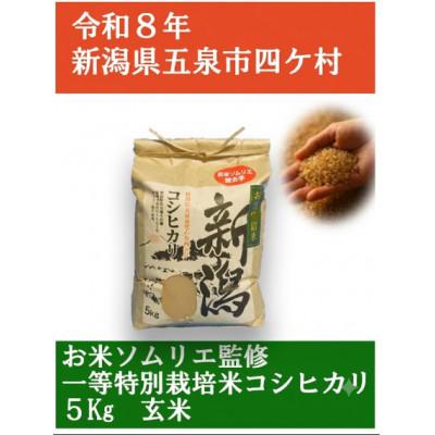 ふるさと納税 五泉市 【先行受付】令和8年産新潟県五泉市産　コシヒカリ　5kg　玄米