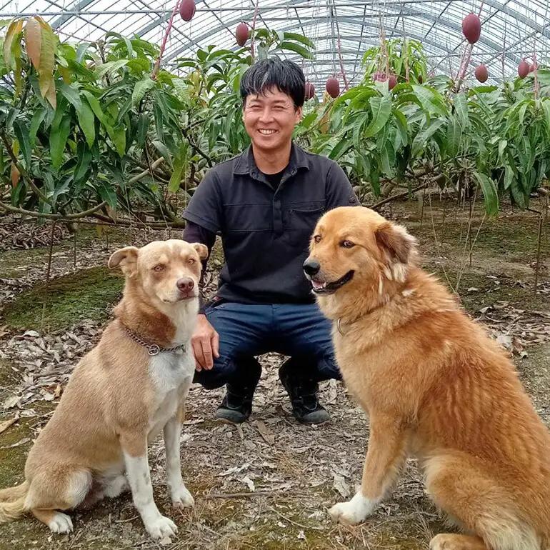 【 先行予約 2026年 発送 】 かねよしマンゴーの甘くとろける マンゴー 1.5kg ( 贈答用 ) 沖縄県産 アップルマンゴー アーウィンマンゴー 国産 果物 くだもの フルーツ 完熟 沖縄 お