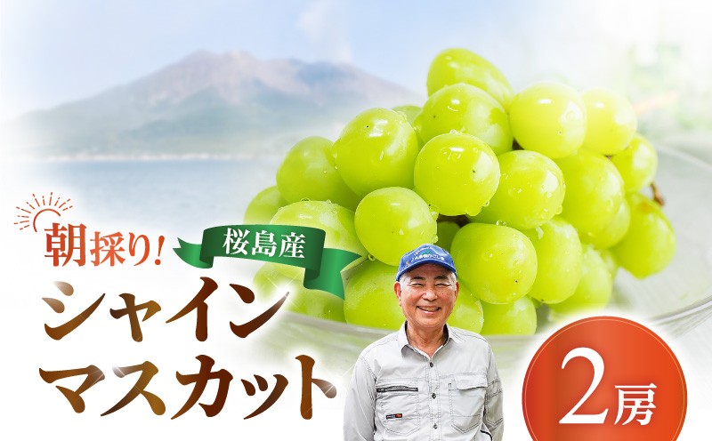 
            【2025年先行予約】【桜島産】シャインマスカット 2房　K261-001_02
          
