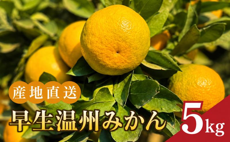 
                  温州みかん 約5kg 早生 【2026年11月下旬より発送予定】 早生温州みかん 早生みかん 早生温州 みかん うんしゅうみかん 果物 柑橘 果実 くだもの フルーツ 旬 10000 10000円 1万円以下 先行受付 先行予約 期間限定 数量限定 産地直送 デザート 蜜柑 みかん 送料無料 京都 京都府 井手町 みどり農園
                