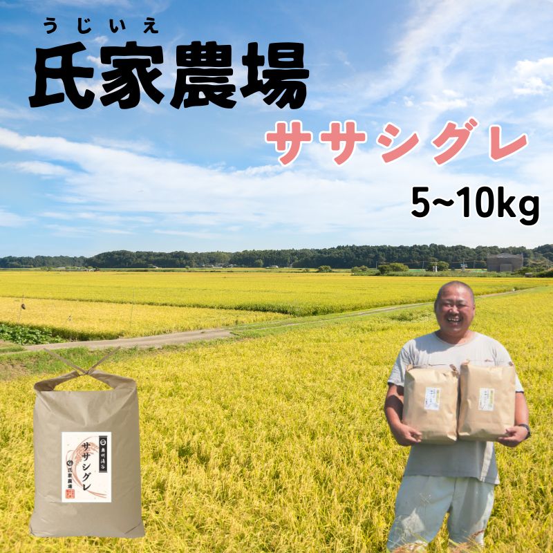 【ふるさと納税】 米 お米 令和6年産 氏家農場の幻のお米 ササシグレ 5kg ☆栽培期間中は化学肥料・農薬不使用☆ 数量限定 米 お米 こめ コメ 白米 ご飯 ライス 産地直送 ブランド米 宮城県産 送料無料 ※2024年10月中旬頃より順次発送予定