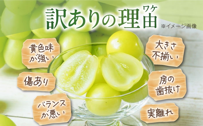 シャインマスカット ブドウ 葡萄 果物 フルーツ シャインマスカット 訳あり 家庭用 ぶどう 葡萄 フルーツ 家庭用 人気