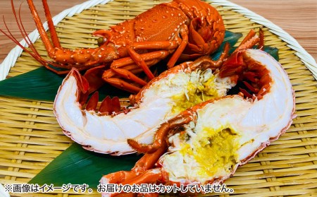 【花光】【年末年始配送日指定可】海老の王様！天然イセエビボイル（小2尾～3尾）【受取も安心♪冷凍便】