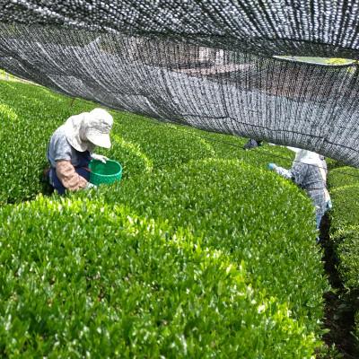 ふるさと納税 南部町 プレミアムティー「甲斐のきらめき　天子」720ml |  | 02