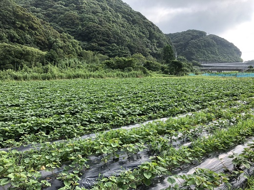 先行予約 12月上旬～ サツマイモ（紅はるか）５kg 栽培期間中 農薬化学肥料不使用（洗い）【R00163】