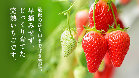 【 2026年1月上旬発送開始 】 完熟 やよいひめ 260g×4パック 国産 いちご イチゴ 苺 茨城県産 [BC007sa]