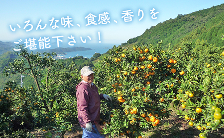 ＜2月発送！旬の柑橘 詰め合わせセット 3種×各2kg＞ 果物 フルーツ みかん ミカン 蜜柑 柑橘 オレンジ ブラッドオレンジ なつみ はるか ネーブル ポンカン 甘夏 特産品 宇都宮物産 愛媛県 