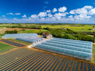 JC003【メロン定期便】宮古島産てぃだメロン 1玉《2024年冬・2025年春発送》＜8farm＞