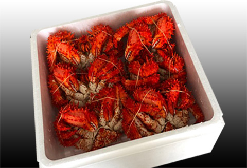 【北海道根室産】花咲かに500～650g×6尾 D-36045