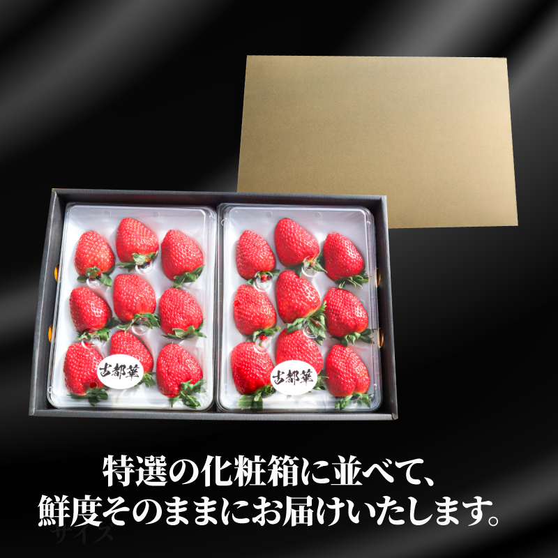 いちご 古都華 大粒 ことか 18~24粒 1セット 4~5Lサイズ 古都華 化粧箱 数量限定 先行予約 2027年発送 苺 イチゴ 季節限定 旬 完熟 大粒 フルーツ 果物 スイーツ スムージー ケ