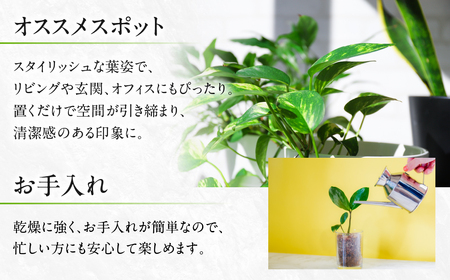 サンスベリア 6号鉢 観葉植物 植物 サンスベリア 人気 おしゃれ かわいい 初心者 枯れにくい 育てやすい お手入れ 室内 大鉢 中型 インテリア リビング 玄関 寝室 キッチン オフィス 店舗 プ