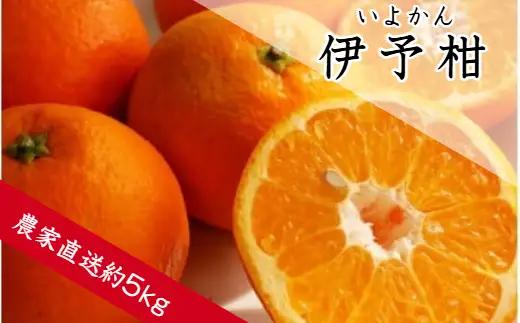 伊予柑（約5kg）（B1191-1）