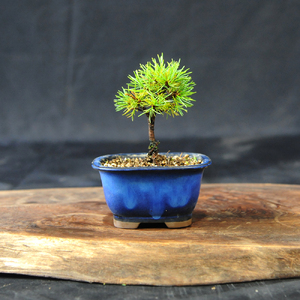 赤石の泉 赤石五葉松（鉢植え） F-154