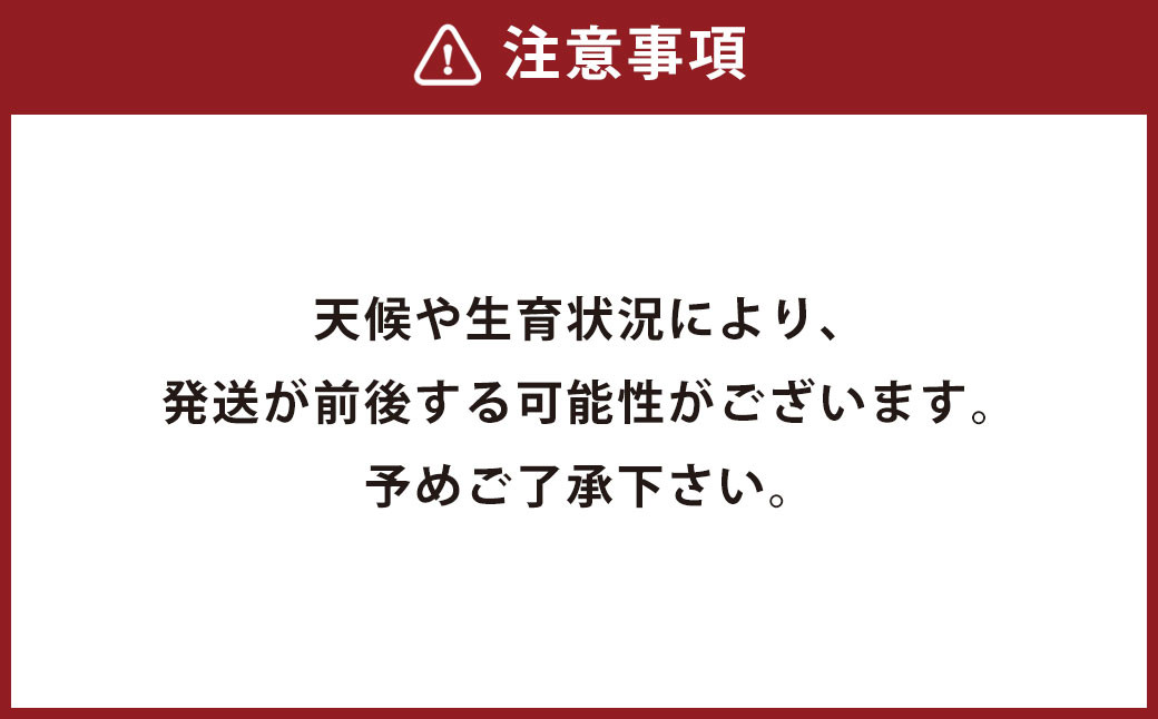 肥後グリーン 2玉 メロン 熊本県産