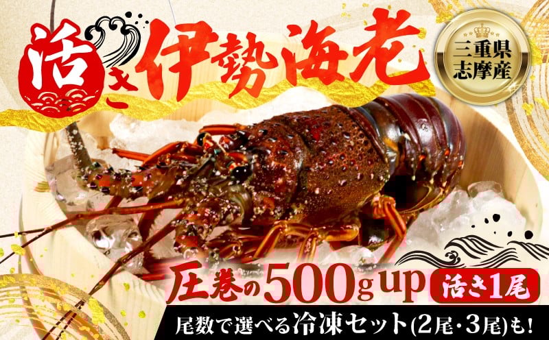 
            伊勢海老 選べる 150g ~ 500g 「活」き 冷蔵 冷凍 数量限定 期間限定 伊勢海老 伊勢エビ 伊勢 海老 エビ イセエビ 刺身 焼き物 お味噌汁 鍋 ボイル エビフライ アレンジ可 新鮮 海鮮 ギフト 贈答 三重県 志摩市
          