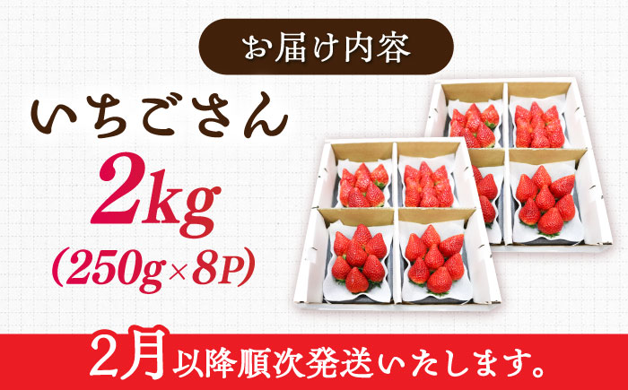 【ジューシーな濃厚いちご】いちごさん 2kg（250g×8パック） / 苺 イチゴ いちご フルーツ 果物 / 佐賀県 / さかもとさんの畑 [41ABAA004]