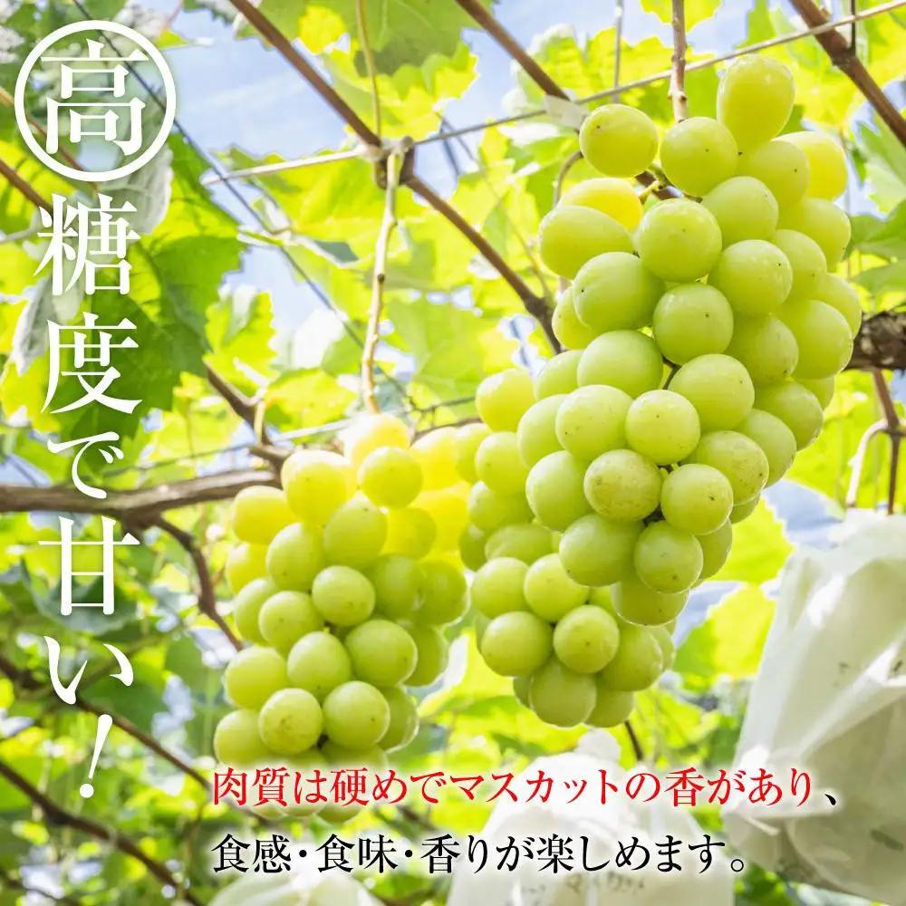 【先行予約】B　2026  シャインマスカット　２房～３房　約1kg弱 【2026年10月中旬頃～順次発送予定】長野県産 　国際特許有機肥料栽培