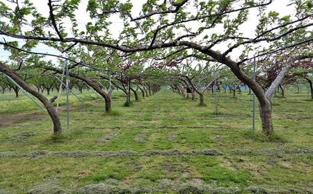 すもも（貴陽）１.２ｋｇ　ご家庭用　0012-2415