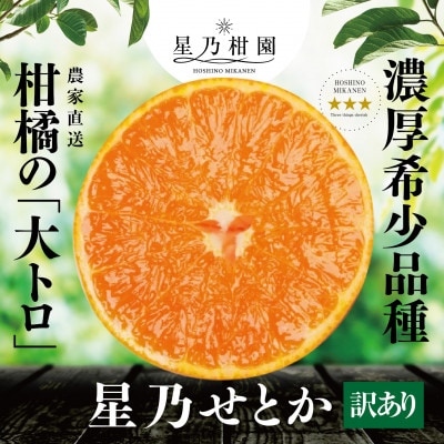 【訳あり】星乃せとか 柑橘の大トロ(3kg)【C45−87】【1535970】