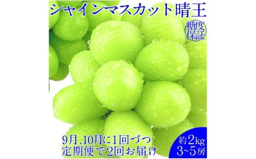 【2回定期便】シャインマスカット 晴王 約2kg（3～5房） ２回 定期便 9月・10月に1回ずつ発送 岡山県産 種無し 皮ごと食べる みずみずしい 甘い フレッシュ【岡山県産 種無し 皮ごと食べる みずみずしい 甘い フレッシュ 9月～10月発送 晴れの国 おかやま ぶどう 葡萄 マスカット 果物大国 彩美菜果 岡山県 倉敷市 おすすめ 人気】