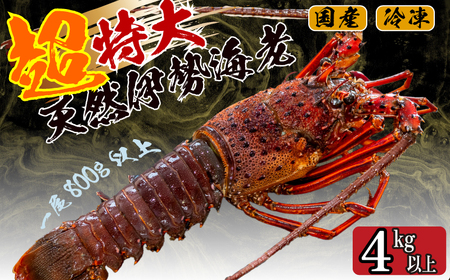 超特大 伊勢海老 4kg 以上 5尾 【 伊勢海老 伊勢海老 伊勢海老 伊勢海老 伊勢海老 伊勢海老 】