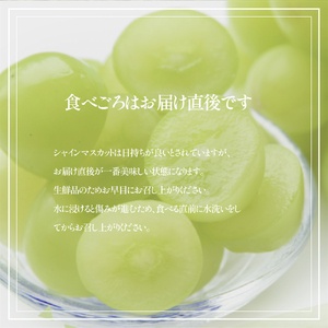 シャインマスカット 【2026年発送 先行予約】山梨県産シャインマスカット3kg フルーツ